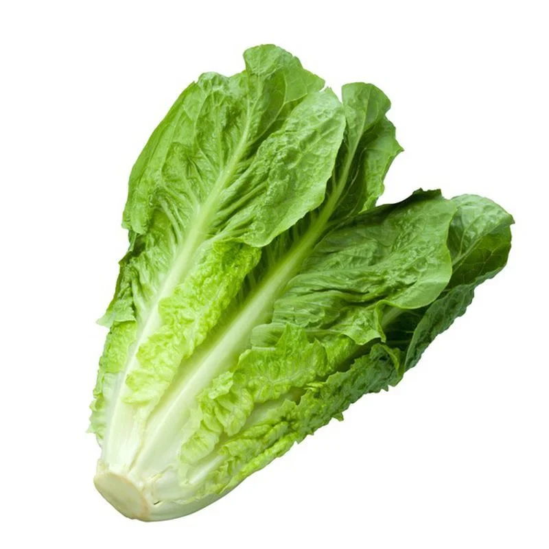 Romaine Lettuce  Ea