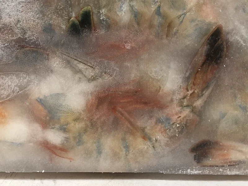 Shrimp Headless 10/15 Ct 5 Lb